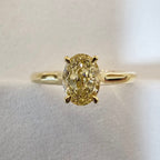 The Fancy Yellow Mollie - JBD Exclusive